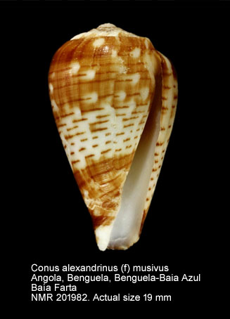 Conus alexandrinus (f) musivus.jpg - Conus alexandrinus (f) musivus Trovão,1975